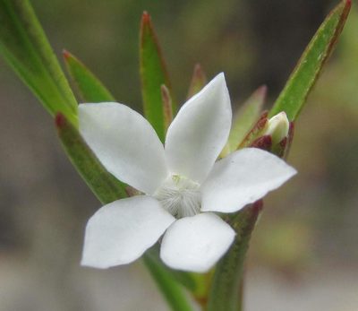 Euchaetis cristagalli, photographed by douglaseustonbrown