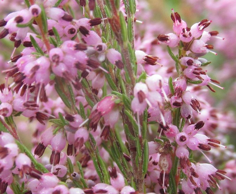 Erica thamnoides, photographed by douglaseustonbrown