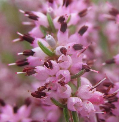 Erica thamnoides, photographed by douglaseustonbrown