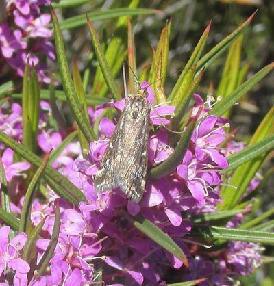 Agathosma pungens, photographed by douglaseustonbrown