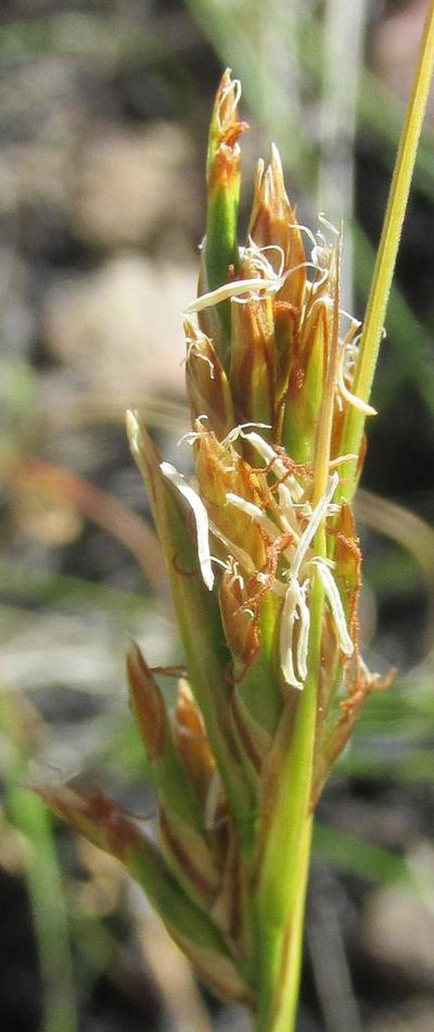Carex capensis, photographed by douglaseustonbrown