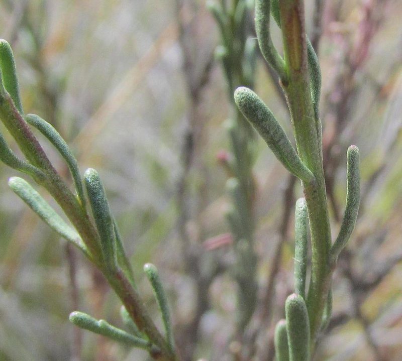 Chrysocoma valida, photographed by douglaseustonbrown