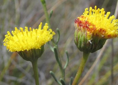 Chrysocoma valida, photographed by douglaseustonbrown