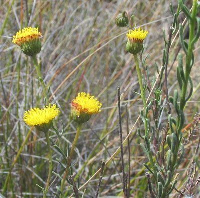 Chrysocoma valida, photographed by douglaseustonbrown