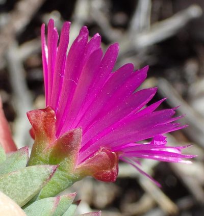 Lampranthus laxifolius, photographed by Nicola van Berkel
