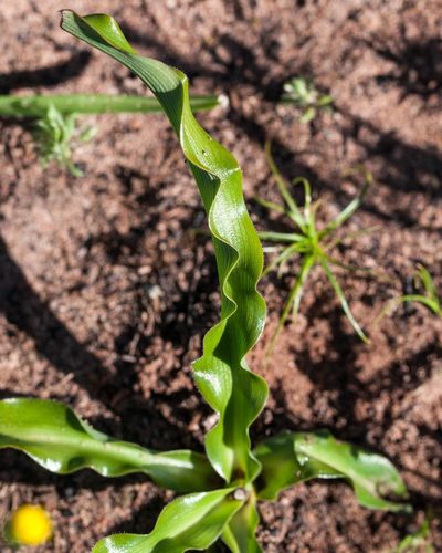 Chlorophytum graminifolium, photographed by magriet b