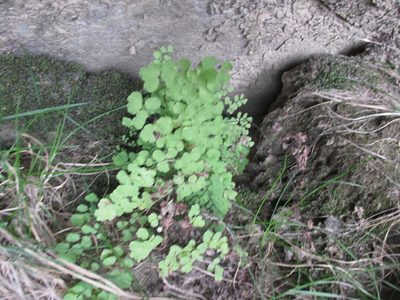 Adiantum poiretii, photographed by Caroline Voget