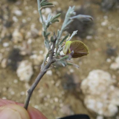 Lotononis dahlgrenii, photographed by Di Turner