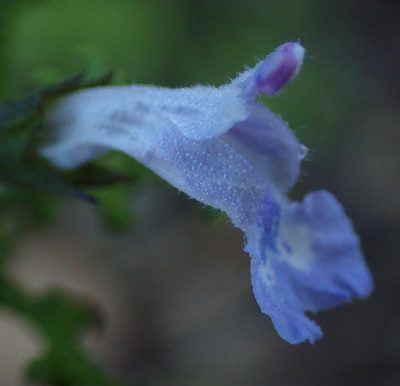 Salvia namaensis, photographed by Nicola van Berkel