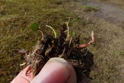 Azorella cockaynei, photographed by John Barkla