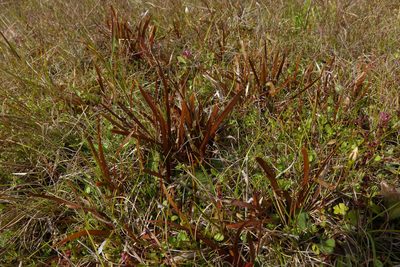 Carex talbotii, photographed by John Barkla