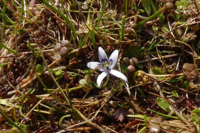Isotoma rivalis, photographed by John Barkla