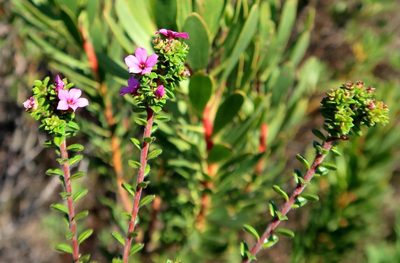 Acmadenia heterophylla, photographed by Di Turner