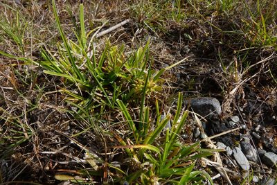 Carex flaviformis, photographed by John Barkla