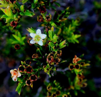 Diosma aristata, photographed by Di Turner