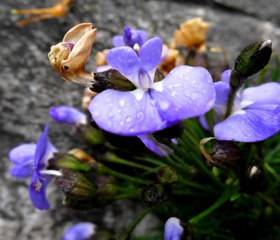 Psoralea affinis, photographed by Di Turner