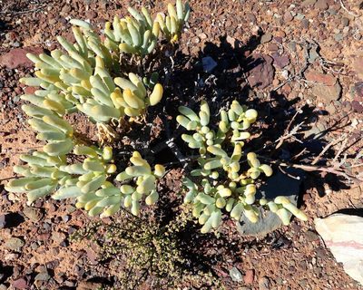 Zygophyllum augea, photographed by Di Turner