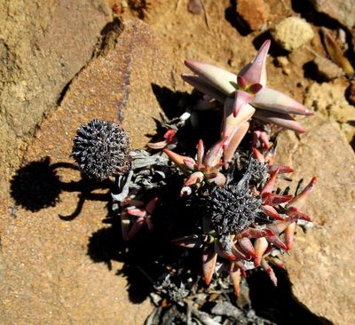 Crassula congesta, photographed by Di Turner
