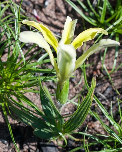 Babiana odorata, photographed by magriet b