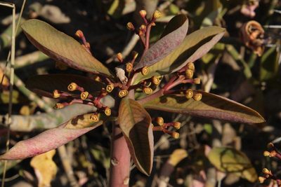 Euphorbia cupularis, photographed by Tony Rebelo