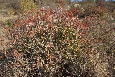 Euphorbia cupularis, photographed by Tony Rebelo