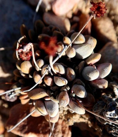 Crassula tecta, photographed by Di Turner