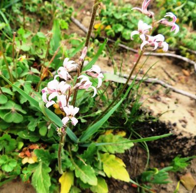 Cyphia incisa, photographed by linkie