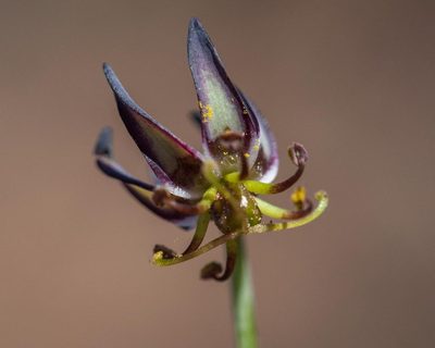 Ornithoglossum viride, photographed by magriet b