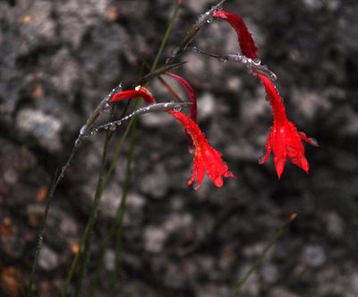 Gladiolus watsonius, photographed by Tony Rebelo