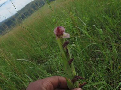 Gladiolus ecklonii, photographed by Lutendo Mudzielwana