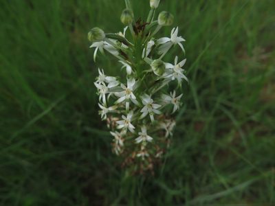 Habenaria dives, photographed by Lutendo Mudzielwana