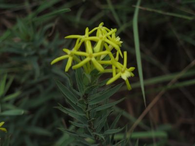 Lasiosiphon afer, photographed by Lutendo Mudzielwana