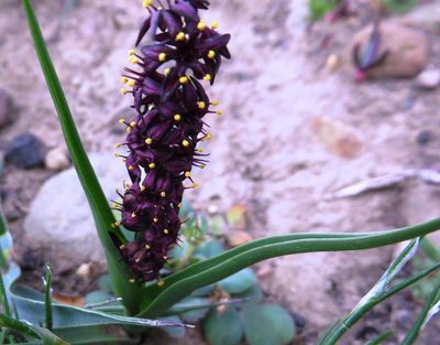 Wurmbea recurva, photographed by linkie