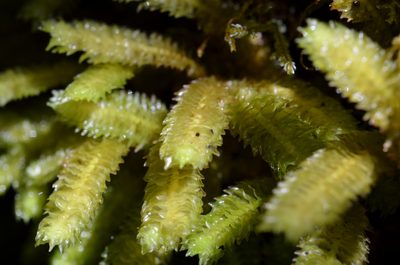 Schistochila nobilis, photographed by nick_goldwater