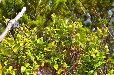 Metrosideros albiflora, photographed by nick_goldwater
