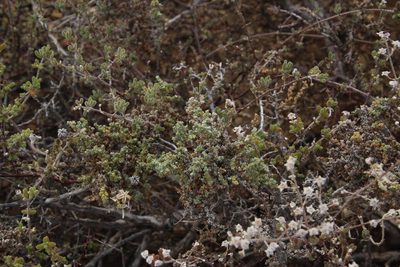 Caroxylon aphyllum, photographed by Tony Rebelo