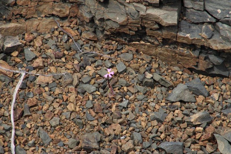 Zaluzianskya mirabilis, photographed by Tony Rebelo