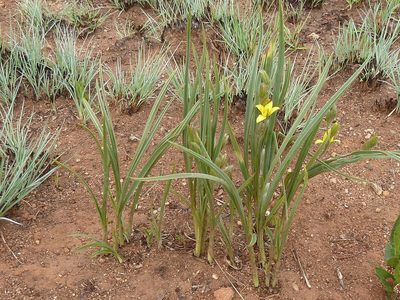 Hypoxis acuminata, photographed by Andrew Hankey