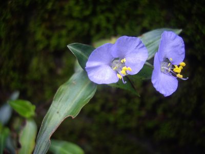 Commelina auriculata, photographed by bernhard_hiller