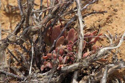 Crassula pubescens, photographed by Tony Rebelo