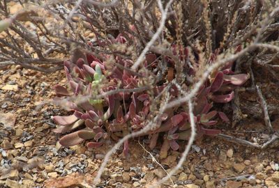 Crassula pubescens, photographed by Tony Rebelo