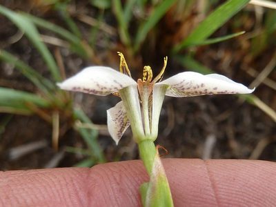 Moraea marionae, photographed by Andrew Hankey