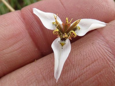 Moraea marionae, photographed by Andrew Hankey