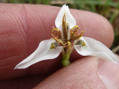 Moraea marionae, photographed by Andrew Hankey