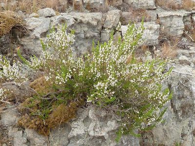 Erica afrorum, photographed by Andrew Hankey