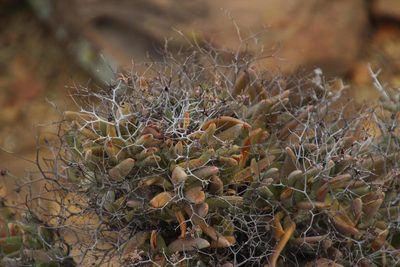 Tylecodon reticulatus, photographed by Tony Rebelo