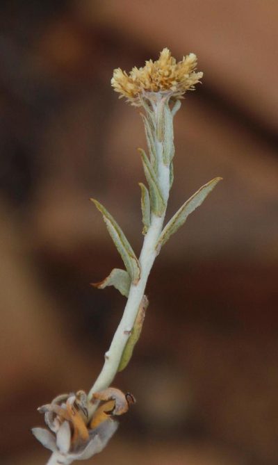 Helichrysum hebelepis, photographed by Tony Rebelo