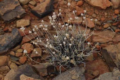 Helichrysum hebelepis, photographed by Tony Rebelo