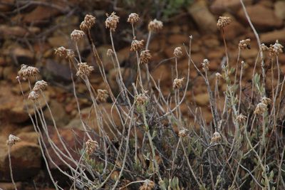 Helichrysum hebelepis, photographed by Tony Rebelo
