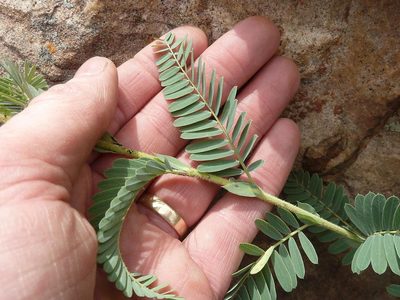 Aeschynomene nodulosa, photographed by Andrew Hankey